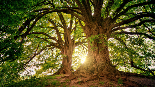 Provisions to Fight With (part 4 of The Unseen Battle)